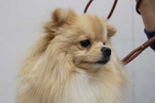 Pomeranijos, Yiseungbae, Šuniukas, Ke An Gyeon, Šunų Kompanionas, Ppome, Gana Šuo, Gražiausiausias Pasaulio Šuo