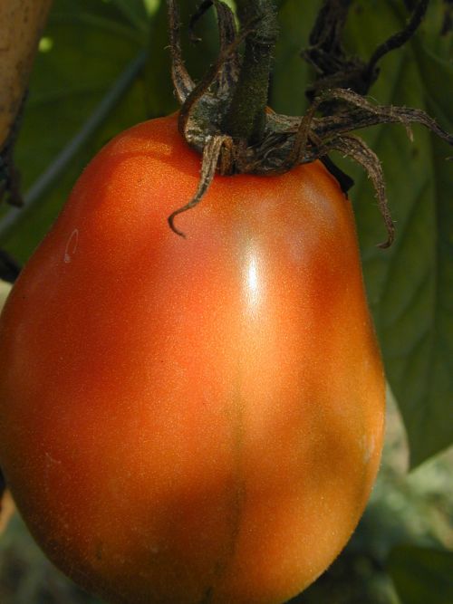 Pomidoras,  Šalis,  Pomidoras