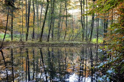 Tvenkinys, Ruduo, Veidrodis, Kritimo Spalva, Rudens Miškas