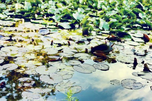 Tvenkinys, Vanduo, Žalias, Plaukiojantieji Pondweed, Potamogeton Natans, Plūduriuojantis Papartis, Salvinia Natans, Vandens Lelija