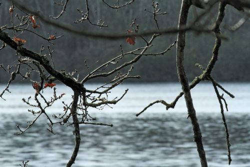 Tvenkinys, Miškas, Kraštovaizdis