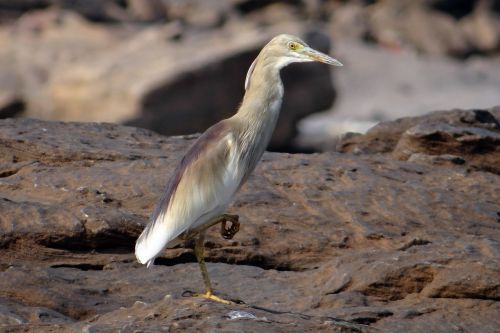 Tvenkinys, Heronas, Paukštis, Paddybird, Ardeola Grayii, Indijos Tvenkiniai Heronai, Indija