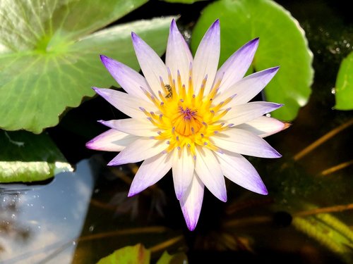 Tvenkinys,  Lotus,  Gėlė,  Lapai,  Augalas