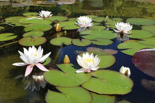 Tvenkinys,  Lotus,  Lelija,  Vandens Augalų,  Gėlė,  Vandens Lelija