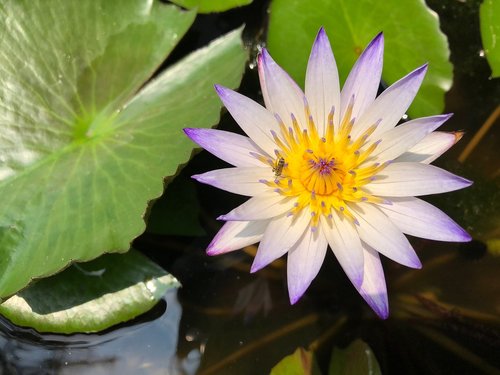 Tvenkinys,  Lotus,  Gėlė,  Augalų,  Žalios Lapinės Sub