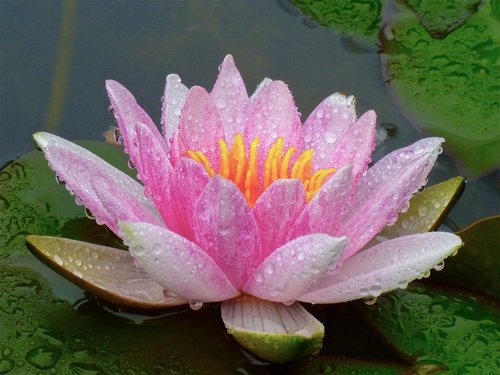 Tvenkinys,  Lotus,  Gėlė,  Lelija,  Vandens