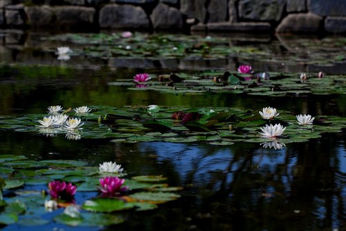 Tvenkinys,  Vandens Lelijos,  Augalai,  Povandeniniai Augalai,  Gėlės,  Wildflower,  Korėjos Gėlių,  Baltos Spalvos,  Lotosas