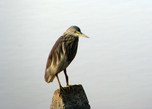 Tvenkiniai Heronai, Wader, Pelkės, Indija, Paukštis, Skristi, Sparnai, Plunksna, Laukinė Gamta, Snapas, Laukiniai, Laisvė, Lauke, Paukštis, Didingas, Padaras, Dykuma, Gamta, Žinduolis, Stuburas, Gyvūnas