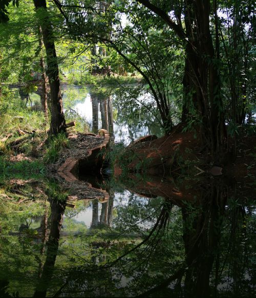 Tvenkinys,  Medžiai,  Atspindys,  Tvenkinio Atspindys,  Irene Pieno Ūkis