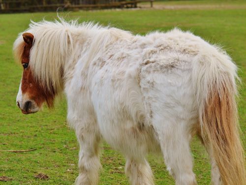 Ponis, Laukinių Parkų Girtavimas, Balta, Ruda, Arklys, Mielas, Portretas, Gyvūnas, Juokinga, Gamta