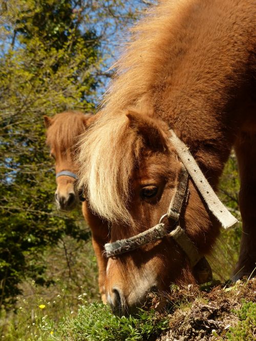 Ponis, Valgyti, Ganyti, Arklys, Shetland Ponis, Gyvūnas, Kailis, Wuschelig, Žiurkė, Saldus, Gražus