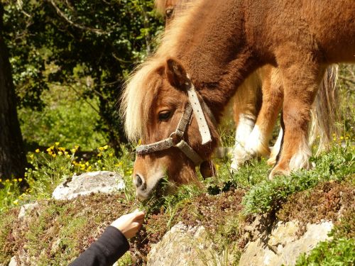 Ponis, Maitinimas, Žolė, Valgyti, Ganyti, Arklys, Shetland Ponis, Gyvūnas, Kailis, Wuschelig, Žiurkė, Saldus, Gražus