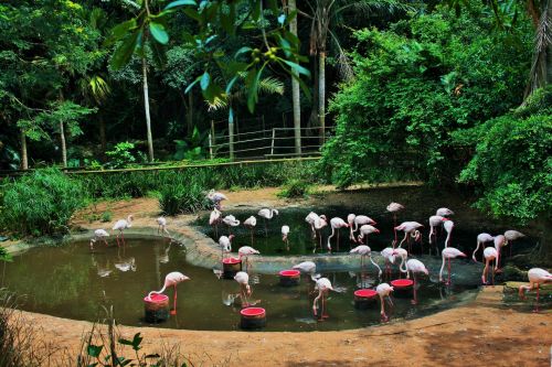 Paukščiai,  Flamingos,  Rožinis,  Aukštas,  Baseinai,  Augmenija,  Baseinas Su Flamingas
