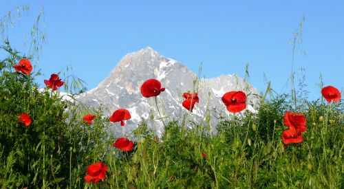 Aguonos, Kalnas, Italy, Abruzzo, Appennines, Corno Grande, Gran Sasso, Gėlės