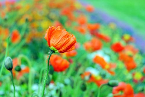 Aguona, Žiedas, Žydėti, Spalva, Klatschmohn, Pavasaris