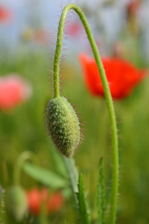 Aguona, Klatschmohn, Raudona, Laukas Aguonos, Gamta, Budas, Pieva