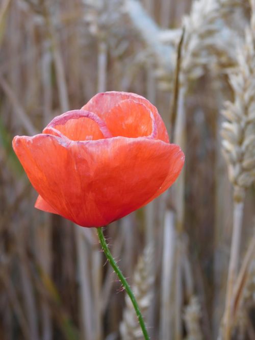 Aguona, Aguonas Lauke, Lauke, Laukas, Klatschmohn, Raudona Aguona, Raudona, Papaver, Raudona Gėlė, Klatschrose, Papaver Rhoeas, Papaveraceae, Augalas, Laukiniai, Laukinė Gėlė, Laukinė Gėlė Lauke, Gėlių Dėžė, Gėlė Tarp Kviečių, Agurkas Tarp Kviečių