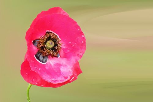 Aguona, Žiedas, Žydėti, Gėlė, Klatschmohn