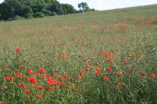 Aguona, Laukas, Gamta, Wildflower