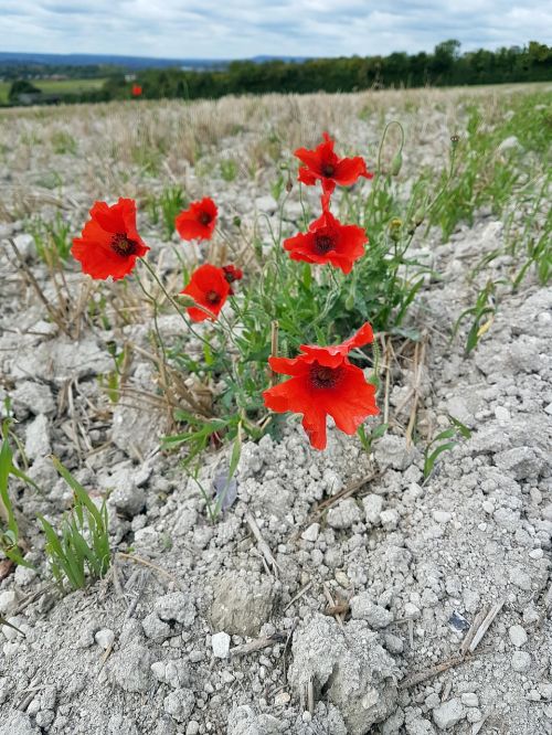 Aguona, Aguonos, Dangus, Gamta, Raudona, Gėlė, Augalas, Žiedlapis, Laukas, Spalva, Flora, Laukiniai, Kaimas, Kraštovaizdis, Šviesus, Kaimas, Pavasaris, Žydėti