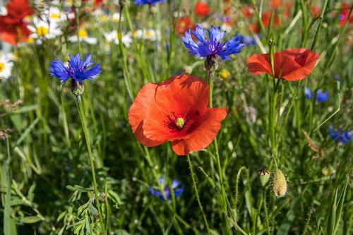 Aguona,  Klatschmohn,  Žiedas,  Žydi,  Rugiagėlės,  Meadow,  Augalų,  Pobūdį,  Vasaros Pieva,  Gėlė