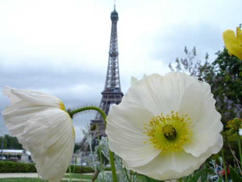 Aguona, Paris, Balta, Eifelio Bokštas, Gėlė, Bokštas