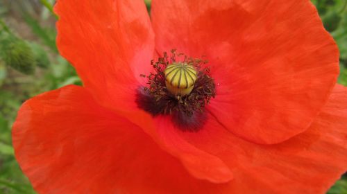 Aguona, Klatschmohn, Aguonos Gėlė, Raudona, Raudona Aguona