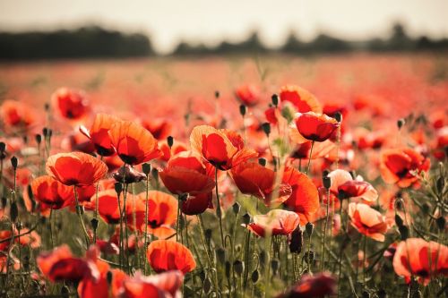 Aguona, Laukas, Gėlės, Mohngewaechs, Vasara, Raudona, Žydėti, Klatschmohn