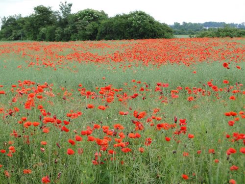 Aguona, Laukas Aguonos, Klatschmohn, Raudona, Raudona Aguona