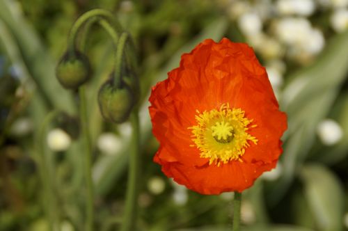 Aguona, Žydėti, Bi Spalva, Žiedas, Žydėti, Švelnus, Trumpalaikis, Šviesus, Šviesa, Raudona, Klatschmohn, Įkapsuliuoti, Budas