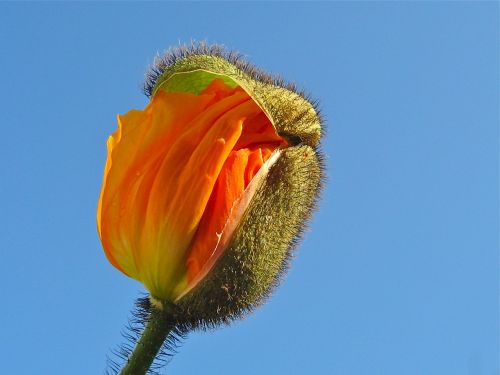 Aguona, Žiedas, Žydėti, Oranžinė, Budas