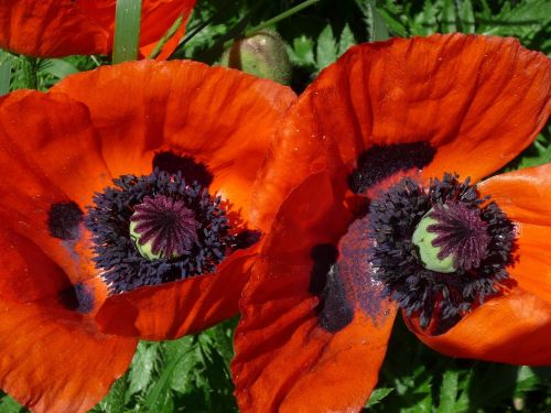 Aguona, Žiedadulkės, Raudona, Gėlė, Sodas, Žiedlapis, Žydėti, Gamta, Flora, Papaver, Botanikos, Vasara