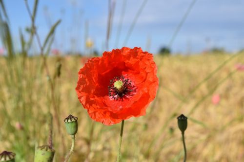 Aguonos Gėlė, Raudona, Aguona, Klatschmohn, Gėlė, Raudona Aguona