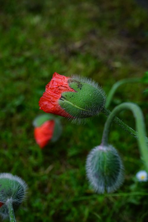 Aguonos Gėlė, Gėlės, Gėlė, Raudona, Klatschmohn, Plaukuotas, Papaver Rhoeas, Žalias, Uždaryta, Aguona, Klatschrose, Mohngewaechs, Papaveraceae