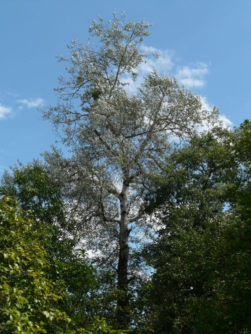 Populus Alba, Medis, Tuopa, Balta Tualele, Ganymas Šiltnamyje, Salicaceae, Erdvus, Lengvai, Deris