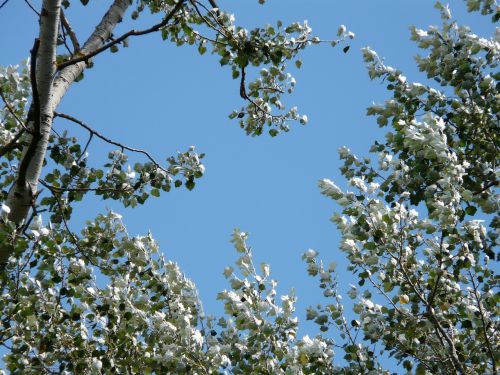 Populus Alba, Medis, Tuopa, Balta Tualele, Ganymas Šiltnamyje, Salicaceae