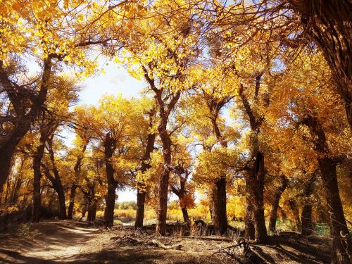 Populus Euphratica Miškas, Popietė, Ruduo