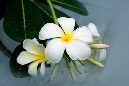 Porcelianinės Gėlės, Balta, Natūralus
