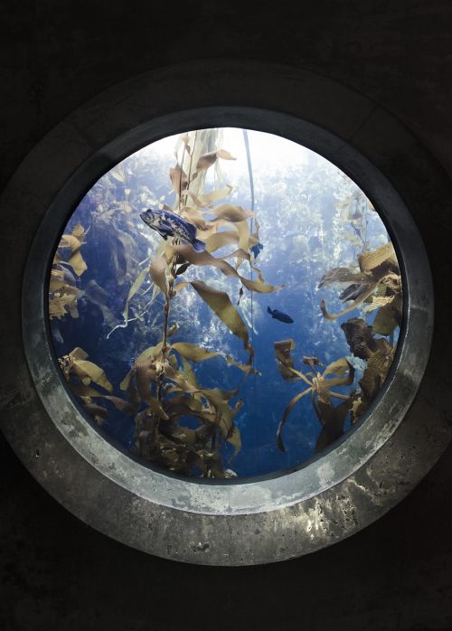 Portalas, Žuvis, Akvariumas