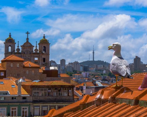 Porto, Stogai, Kajakas, Kaukolės, Stogas, Portugal, Architektūra, Panorama, Namai, Paukščiai, Gamta, Miestas