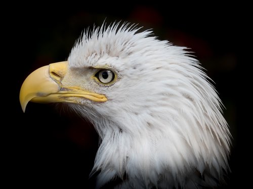 Portretas,  Balta Sigmos Erelio,  Iš Arti,  Plikas Erelis,  Raptor,  Heraldiniame Gyvūnų,  Plėšrusis Paukštis,  Bill,  Paukštis,  Adler,  Jav,  Didingas,  Gyvūnas,  Plikas Ereliai,  Gyvūnijos Pasaulyje,  Pasididžiavimas,  Plunksnos,  Pobūdį,  Plunksna,  Plikas Erelis