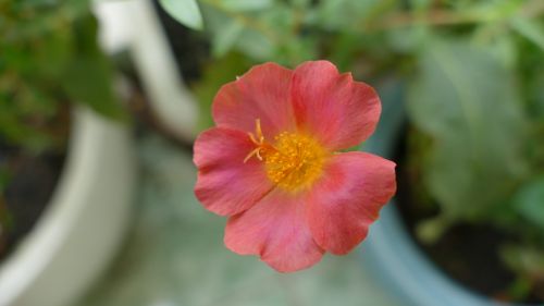 Portulaca Grandiflora, Gėlė, Vietnamas, Gamta, Spalva, Raudona, Gėlių, Hoa Mười Giờ