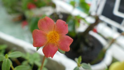 Portulaca Grandiflora, Gėlė, Vietnamas, Gamta, Spalva, Raudona, Gėlių, Hoa Mười Giờ