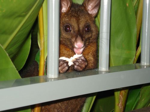 Possum, Padovanoti Valgyti, Hamiltono Sala, Australia