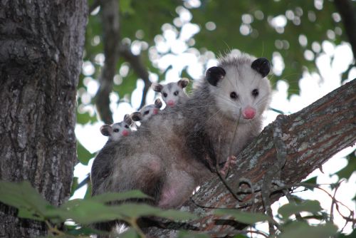 Possum, Opossum, Gyvūnas, Jaunas, Laukiniai, Laukinė Gamta, Texas, Šeima