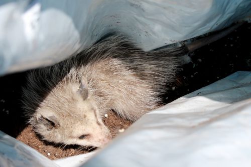 Opossum,  Possum,  Marsupials,  Gyvūnas,  Laukinis & Nbsp,  Gyvūnas,  Slepiasi,  Atsitraukimas,  Kailis,  Pilka & Nbsp,  Kailio,  Ilgas & Nbsp,  Nosis,  Snukis,  Gamta,  Laukinė Gamta,  Padėklas Maiše 2