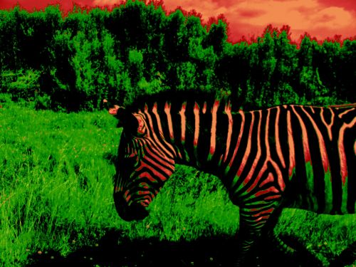 Gyvūnas,  Zebra,  Posterizuotas Zebras # 1