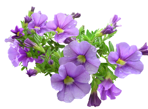 Vazoninis Augalas, Violetinė, Gėlės