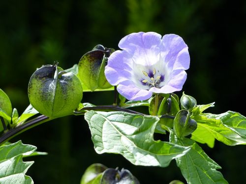 Potatisblomma, Lapai, Mėlynas, Vasara, Sodas, Augalas