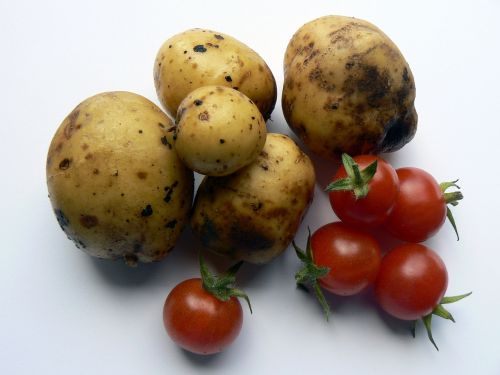 Bulvė, Daržovės, Virtuvė, Maistas, Daržovių Sodas, Bulvės, Vyšnių Pomidorai